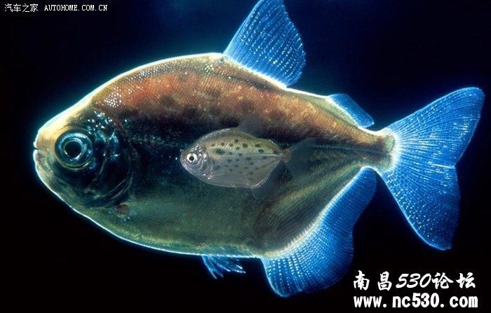 不为人知的神奇海洋生物！[高清大图]