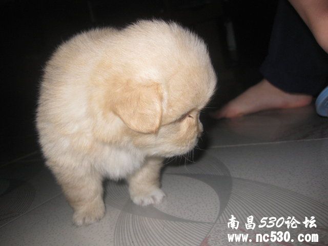 大家看看什么犬类