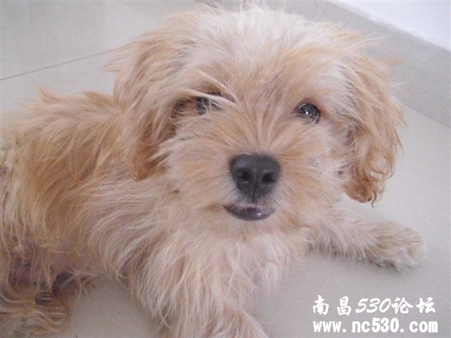 啥犬种？和什么串的？