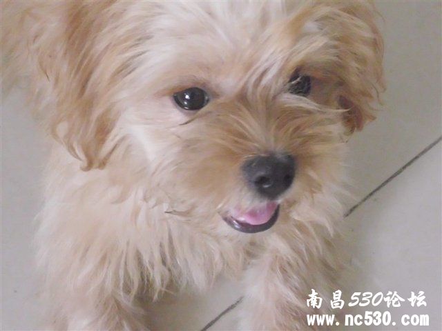 啥犬种？和什么串的？