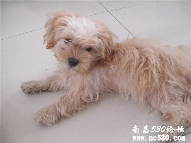 啥犬种？和什么串的？