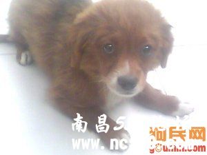 叮叮 721913 腊肠犬/腊肠/dachshund