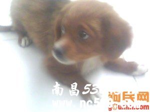 叮叮 721913 腊肠犬/腊肠/dachshund