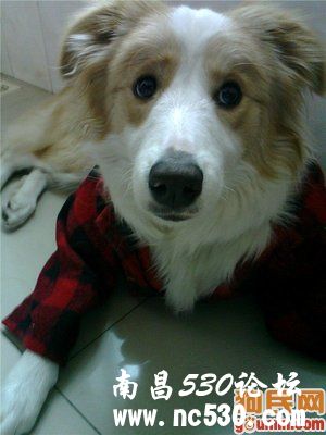 小吉 689006 边境牧羊犬/边牧/border collie