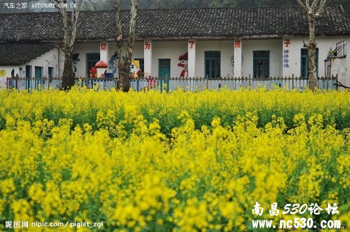 看油菜花？首选中国最美的乡村。。。。。