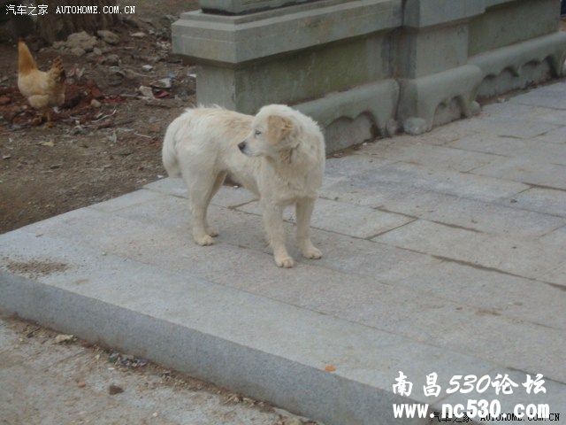 行走客家古村落——赣县白鹭村一日游