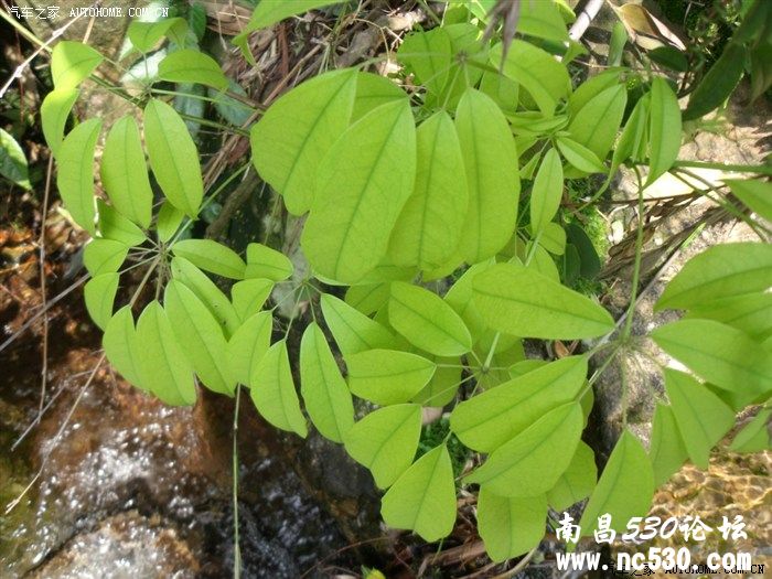 探幽庐山马尾水