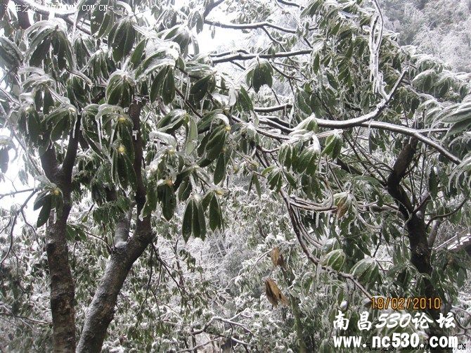 冬景明月山，别有一番韵味。冷艳迷人，更加妖娆