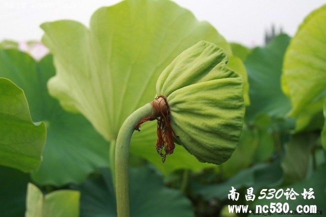 炎炎夏日，你却如此美