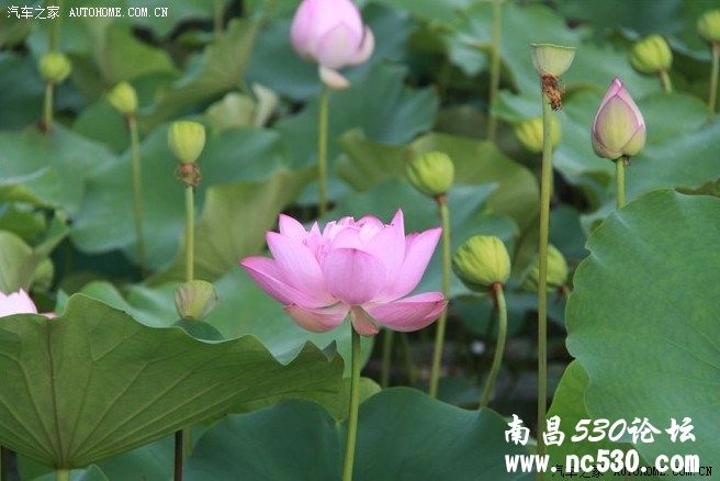 炎炎夏日，你却如此美