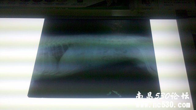 狗狗呕吐,干呕,食欲不振.有X光片图等.求医生建议,谢谢!