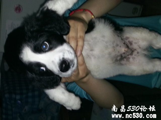 你帮忙看看这是什么犬