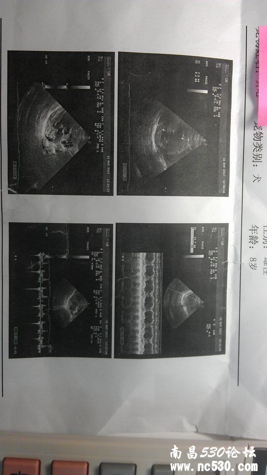 请问张志红医生，我家狗狗心脏病问题，有检查报告