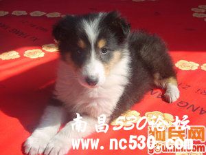 淘淘 230393 苏牧/苏格兰牧羊犬/苏牧/rough collie