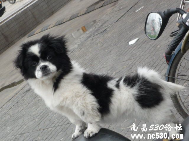 这是我家小布丁他是日本狆犬吗