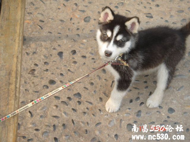 我家小哈能吃苹果吗?