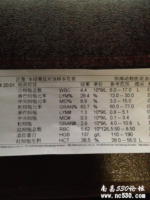 狗狗摔到头，情况很严重，有CT片，请专家帮忙