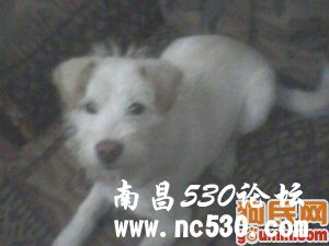 来福 400562 其他犬种/其他/unknown