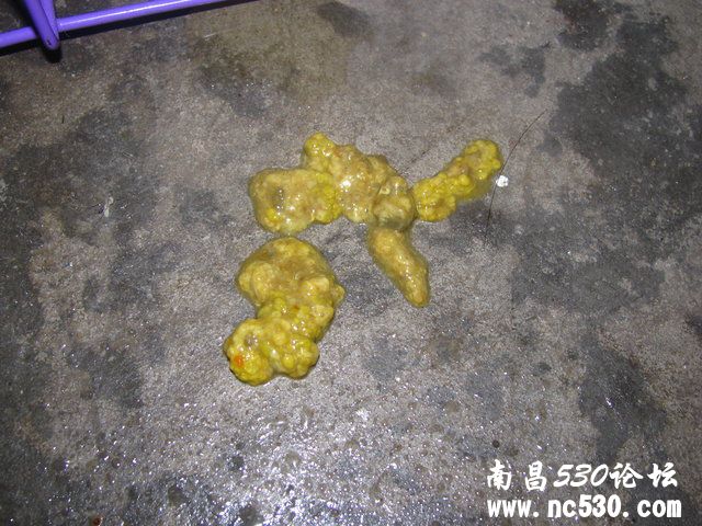 三月贵宾驱虫便血