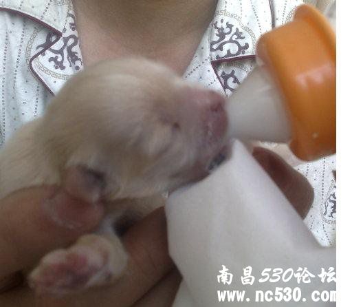 帮认认是什么犬种