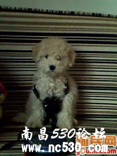 呗呗 457552 贵宾犬/贵妇犬/贵宾/贵妇/泰迪/poodle