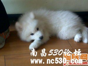 宝宝 552700 萨摩耶/萨摩耶犬/萨摩耶德犬/萨摩耶/萨莫耶/samoyed