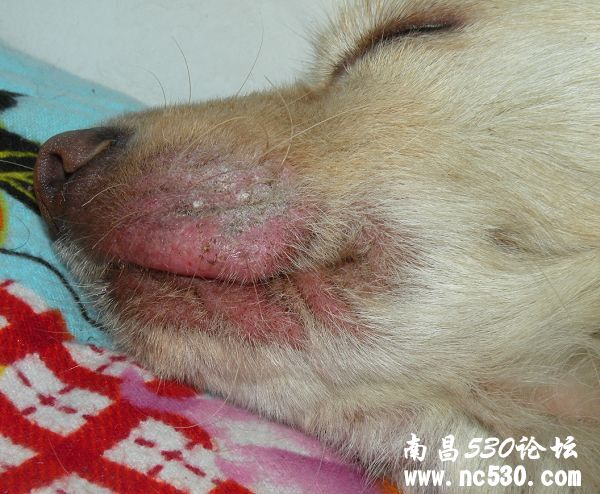 犬瘟热好后嘴角溃烂怎么办！？