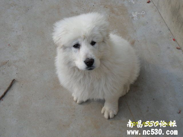 这两只都是大白熊犬吗？