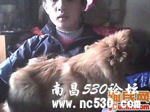 丫头&豆豆 591606 博美犬/松鼠犬/博美/pomeranian