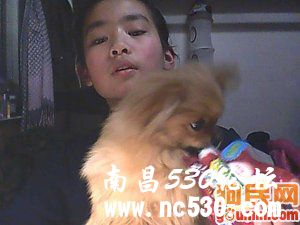 丫头&豆豆 591606 博美犬/松鼠犬/博美/pomeranian