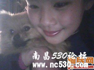 丫头&豆豆 591606 博美犬/松鼠犬/博美/pomeranian