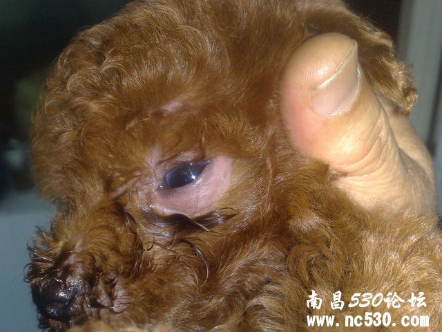 五十天泰迪幼犬做眼圈下方没毛