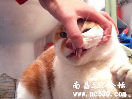 猫咪牙龈异常