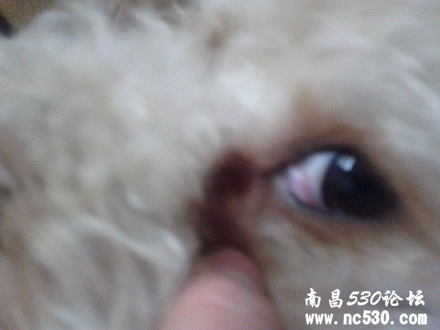 狗狗眼睛鼓了一个大包