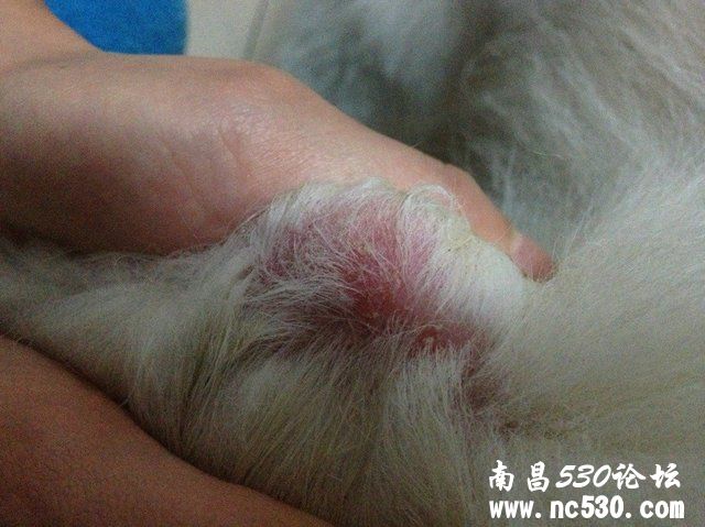 狗狗两只前腿膝盖哪里掉毛 红红的痒痒的