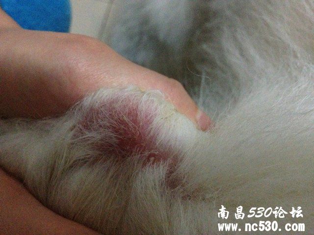 狗狗两只前腿膝盖哪里掉毛 红红的痒痒的